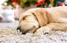 Shelby Township Carpet and Floors business image in Shelby Township, MI